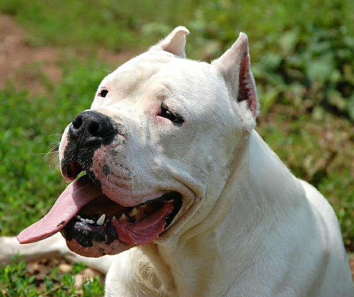 Carlos el cielo de perro/Turkey