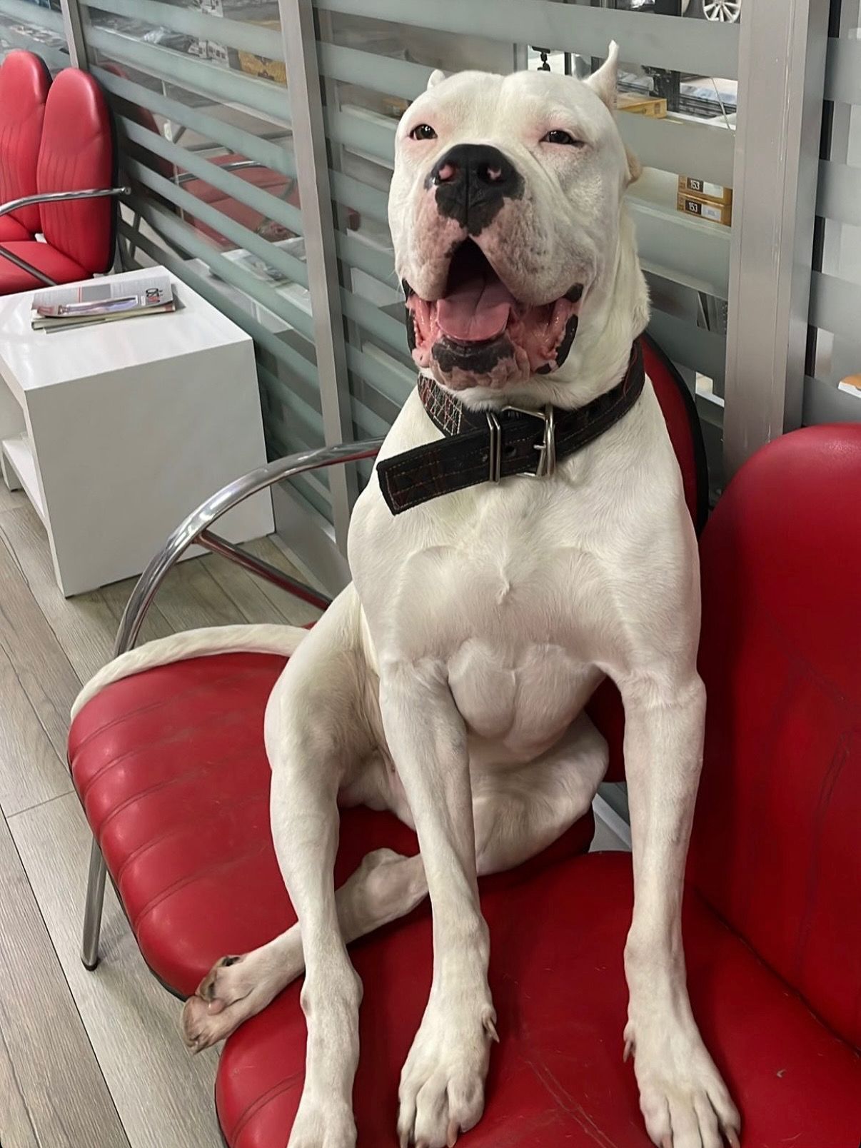 Carlos el cielo de perro/Turkey