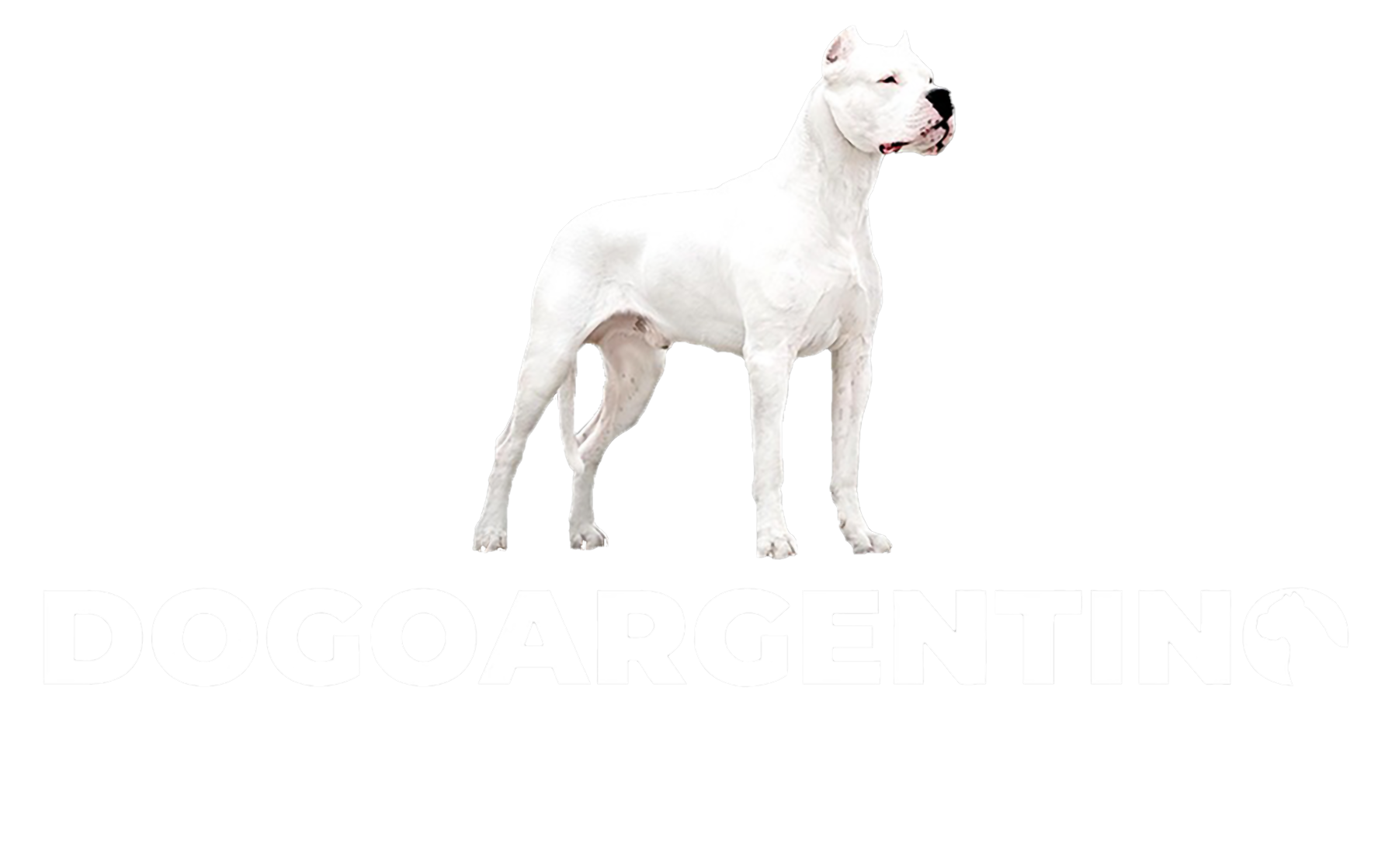 Dogo Argentino Türkiye | Satılık Dogo Argentino | Dogo Argentino Yavruları