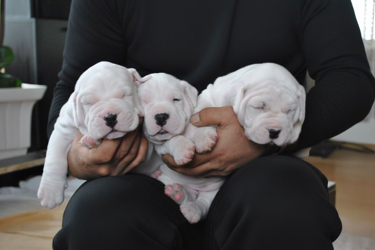 Dogo argentin Yavru secereli