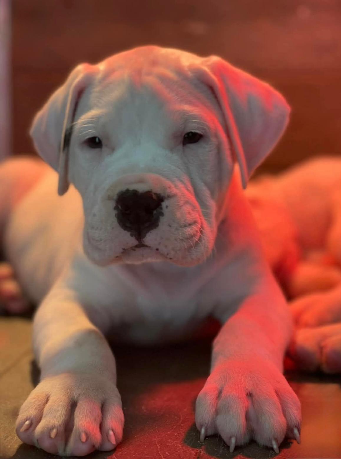 Dogo Argentino yavru