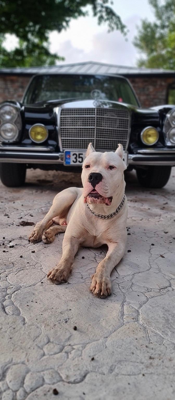 Dogo Argentino