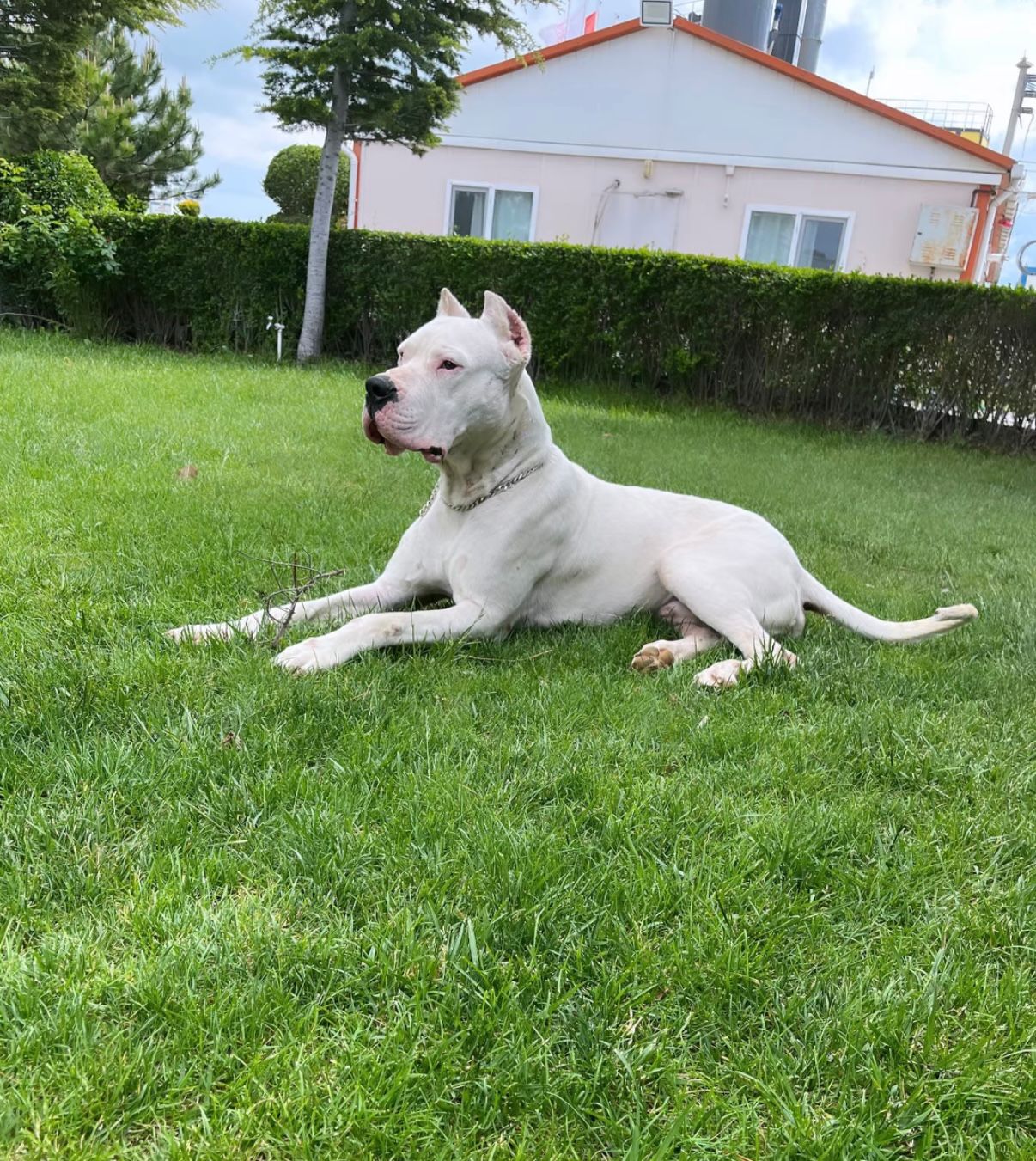 8 Aylık Erkek Dogo Argentino Yavrumuz
